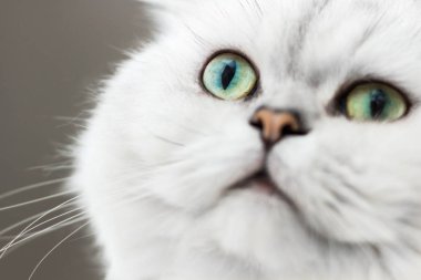 Gülen Pers chinchilla kedi gümüş gölge, yakın çekim