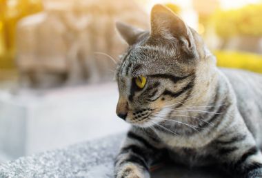 Parkta taş platformda tekir kedi portresi uzan