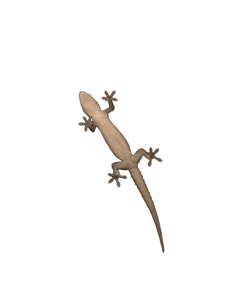 Bottom view of house lizard isolate on white