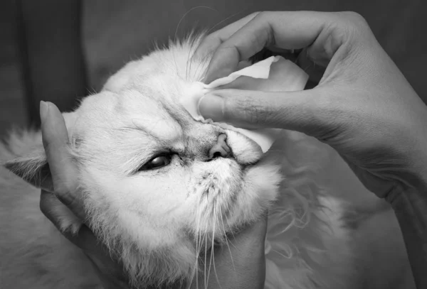 Cleaning Persian Chinchilla Cat\'s eyes with cotton pad. Cat\'s Eyes Healthy. Prevention of eyes\'s problem. black and white tone