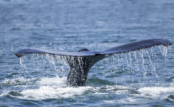 Baleia jubarte acaso close-up — Fotografia de Stock