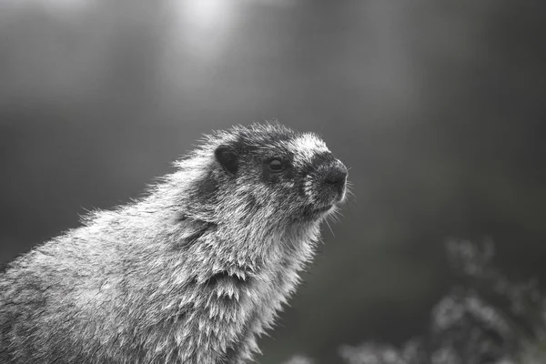 Retrato de uma marmota — Fotografia de Stock