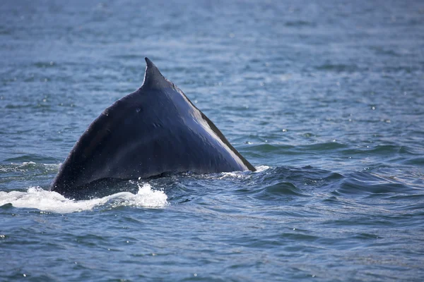 Humpback whale's hump — Stock Photo, Image