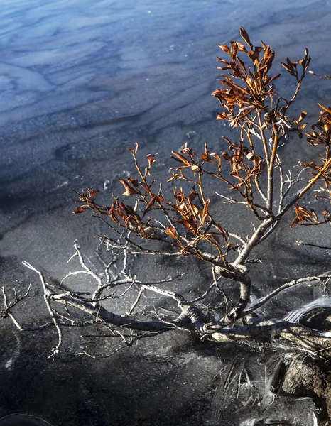 Piégé dans la glace — Photo