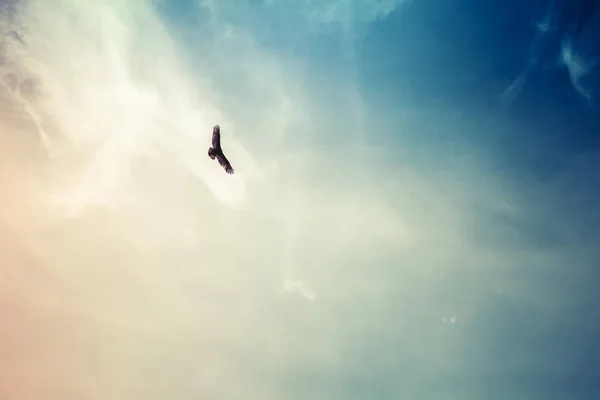 Stijgende hawk met onregelmatige wolken — Stockfoto