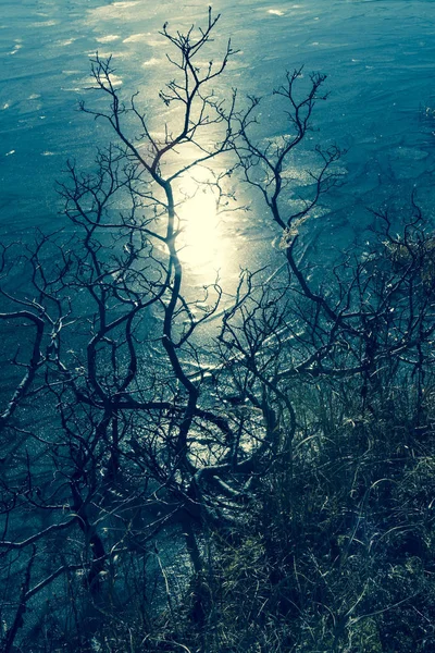 树枝、冰和月光 — 图库照片