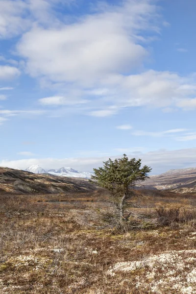 Un árbol en las montañas — Foto de Stock