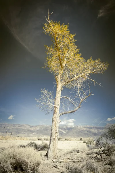 Arbre doré dans le désert — Photo