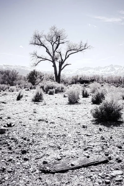 Árvore no deserto — Fotografia de Stock