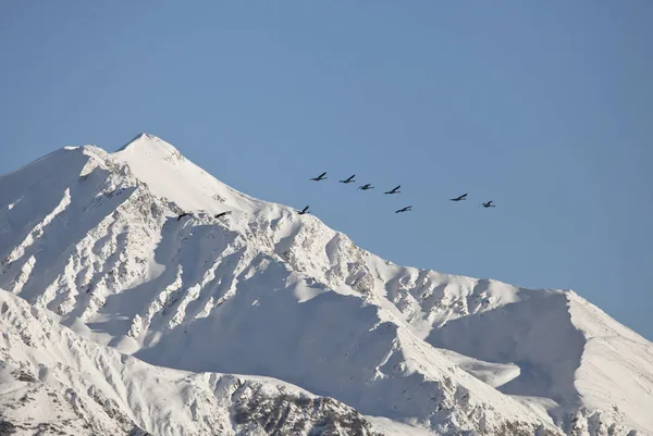 Trompetista de Alaska Cisnes volando — Foto de Stock