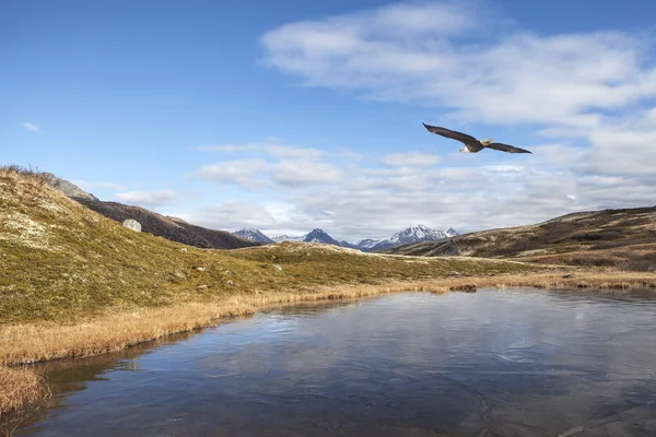 Eagle in hoge County — Stockfoto