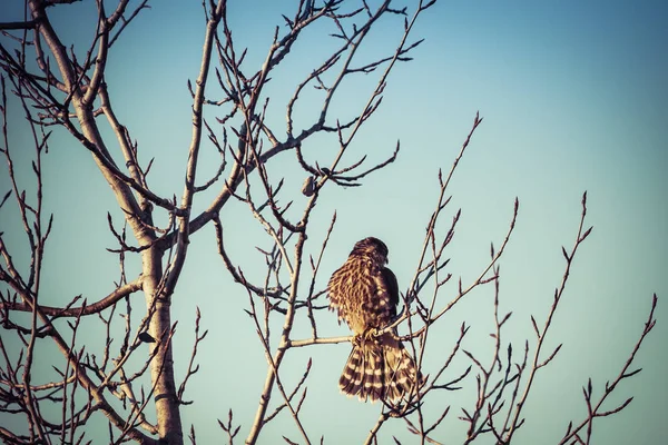 Merlin falcon na větvi — Stock fotografie