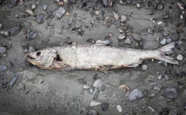 Sahilde ölü somon
