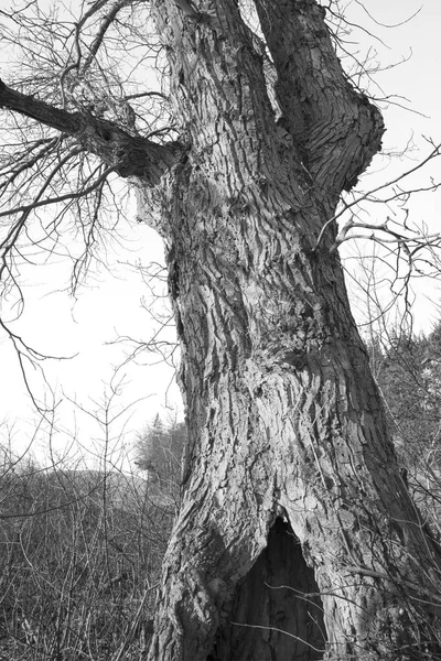 Madera de algodón vieja en invierno —  Fotos de Stock