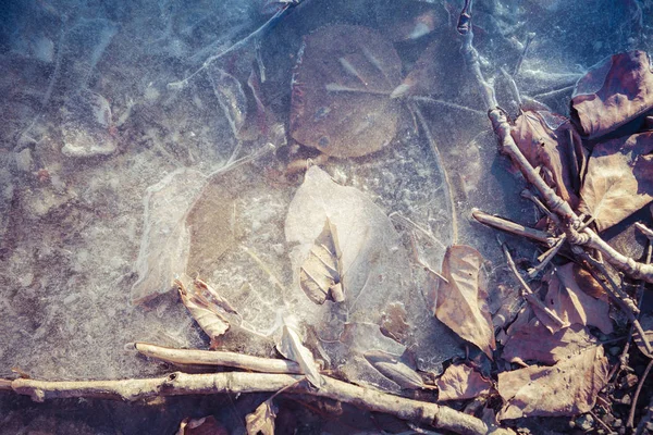 Frozen leaves and sticks — Stock Photo, Image