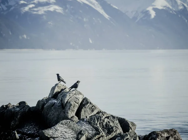 Kråkor på en sten — Stockfoto