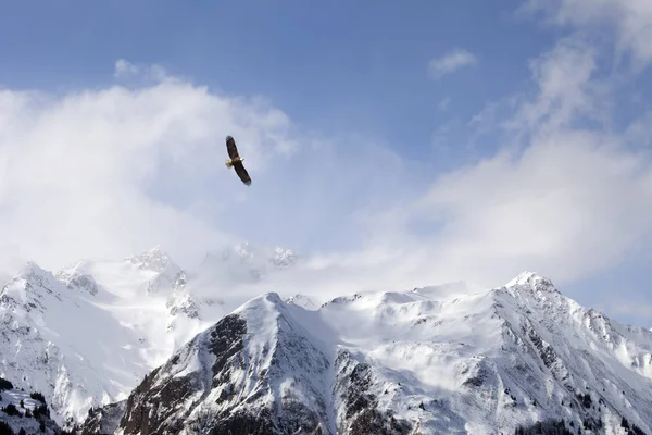 Weißkopfseeadler über Bergen — Stockfoto