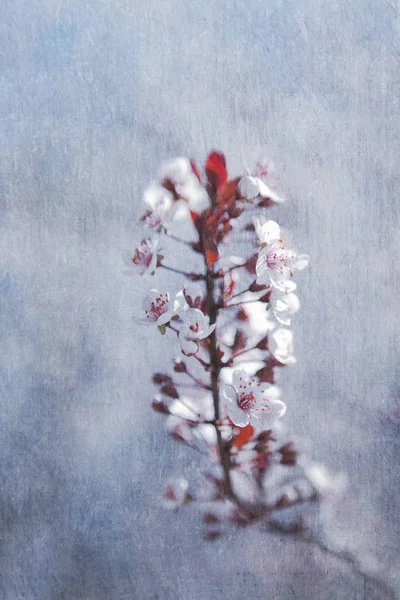 Fleurs de printemps avec superposition de texture — Photo