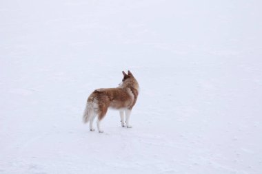 Alaskan köpek donmuş göl üzerinde