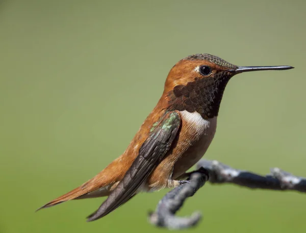 Hummingbird Rufous em um pau . — Fotografia de Stock