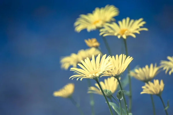 Gele madeliefjes in het voorjaar — Stockfoto