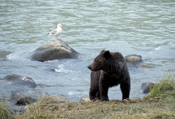 Młody niedźwiedź przy rzece nieopodal rzeki latem. — Zdjęcie stockowe