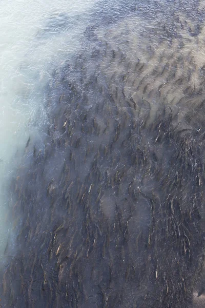 Розовый лосось в реке Чилкут — стоковое фото