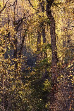 Sonbahar Ormanı senfonisi