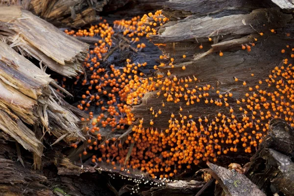 Sporanges de moisissure visqueuse orange — Photo