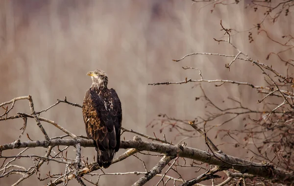 Juvenil bald eagle i höst — Stockfoto