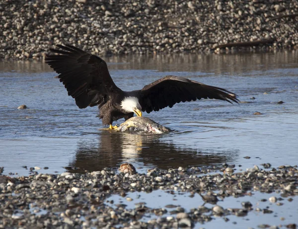 Alaskan kel kartal yeme somon — Stok fotoğraf