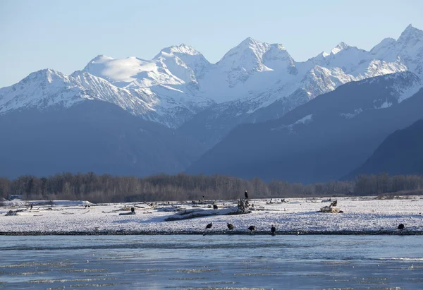 Aquile calve vicino al fiume Chilkat — Foto Stock