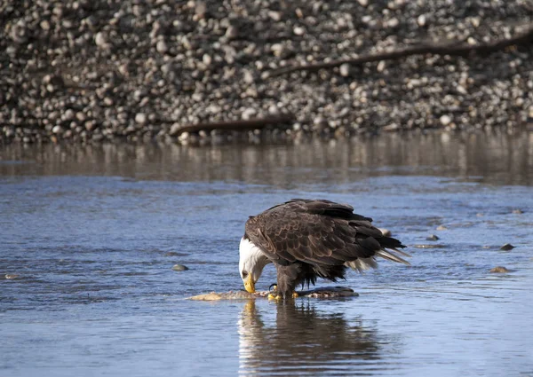 Águila calva comiendo salmón — Foto de Stock