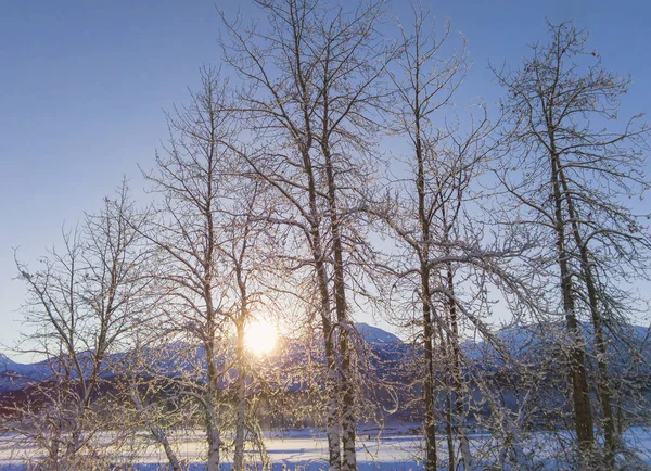 Coucher de soleil hivernal à travers les bouleaux — Photo