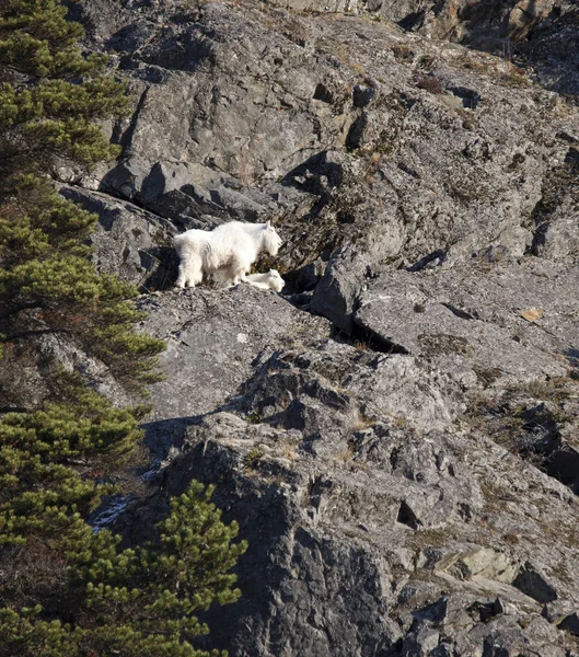 Bergsget med baby på en klippa — Stockfoto