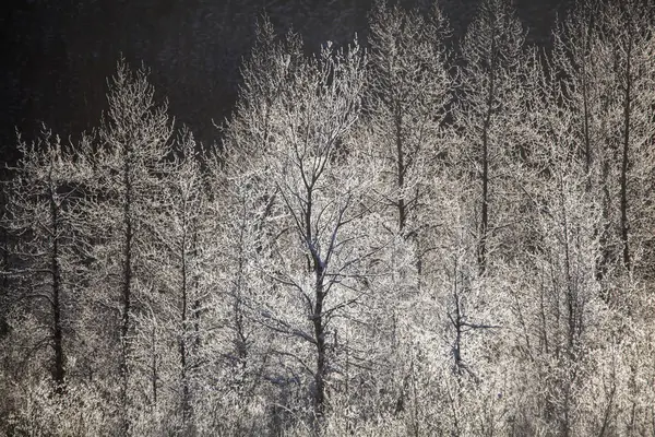白桦树结霜 — 图库照片