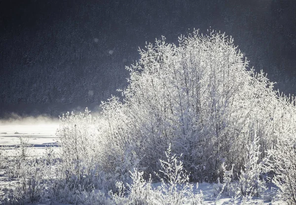 Frostige Weiden im Morgenlicht. — Stockfoto