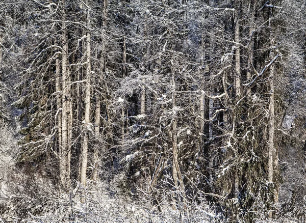 Bosque de invierno con nieve — Foto de Stock