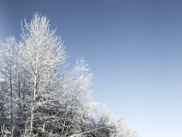 Frosty bos met blauwe lucht — Stockfoto