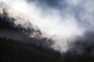 Mavi gökyüzü ile orman sis