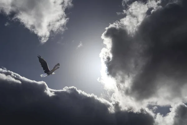 Eagle in dramatic clouds — Stock Photo, Image