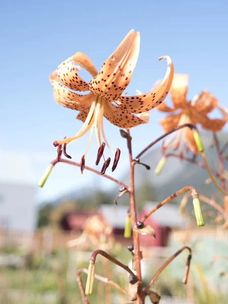 Turuncu Daylily yaz aylarında — Stok fotoğraf