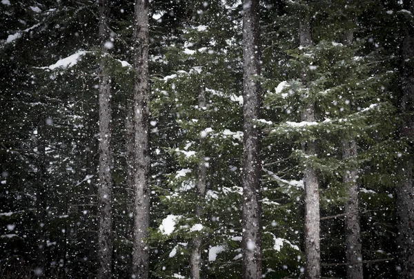 Nieve cayendo en un bosque de abetos — Foto de Stock