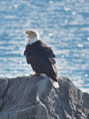 Bald Eagle on a rock clipart