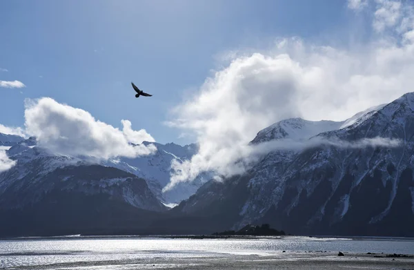 Eagle flying over the Chilkat Inlet — Stock Photo, Image