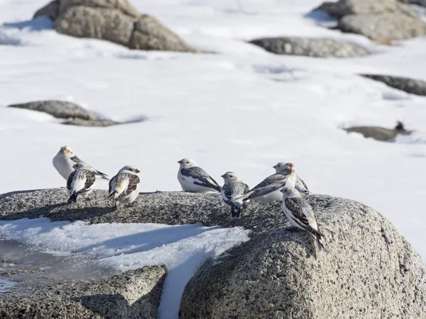 Snow buntings on a rock — Stock Photo, Image