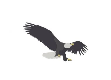 Kel kartal iniş illüstrasyon vektör
