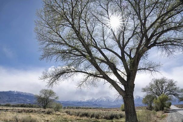 Sunburst through tree branches — Stock Photo, Image