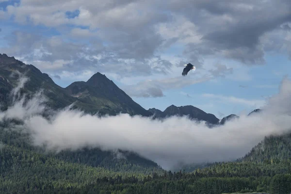 Eagle flying with mountains and fog — ストック写真