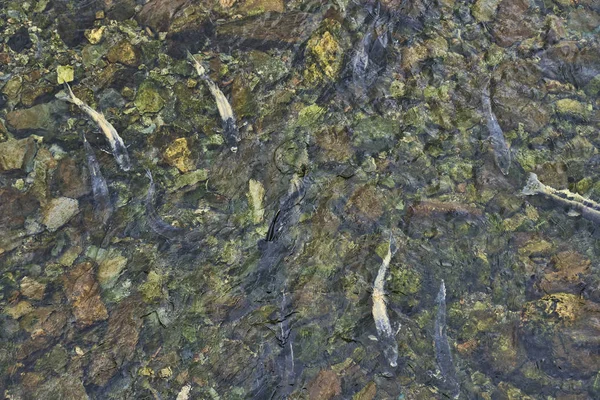Rosafarbener Lachs laicht in einem südöstlichen alaskan-Fluss — Stockfoto